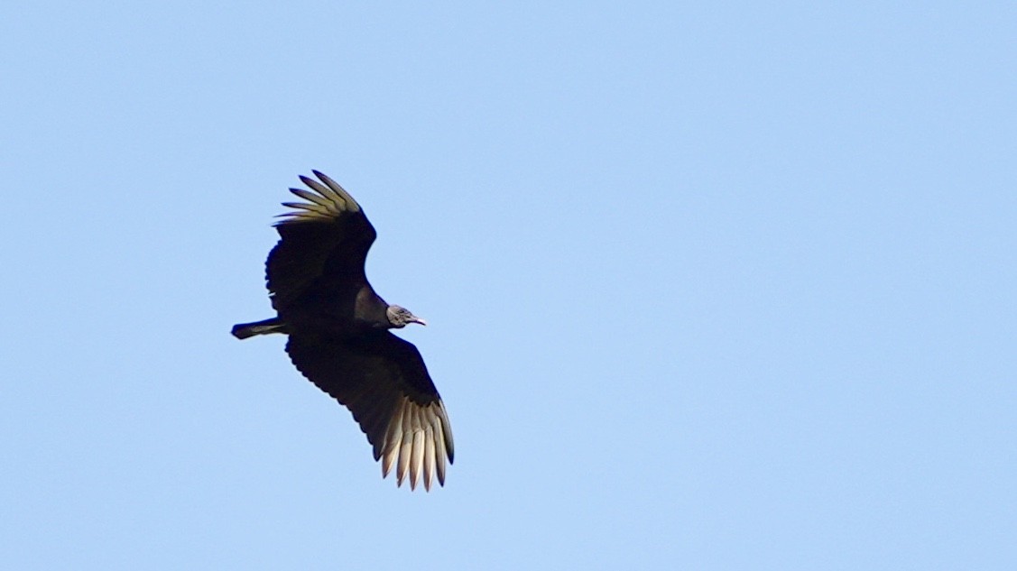 Black Vulture - Bill Reynolds
