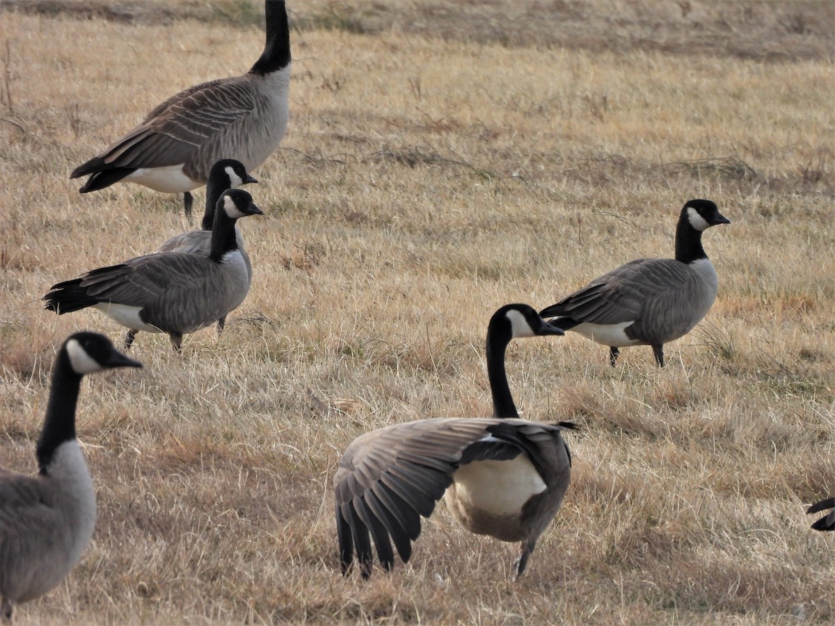 Cackling Goose - Paul McKenzie