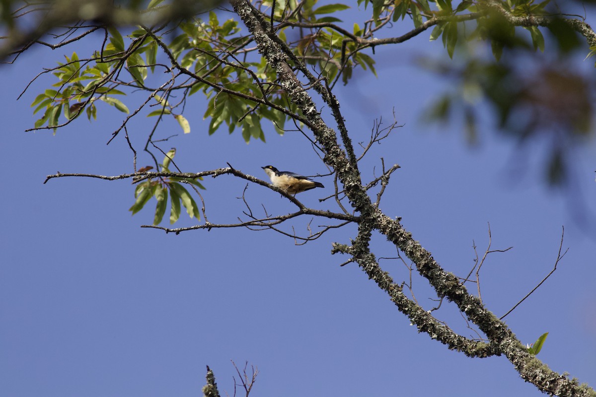 Sharpe's Starling - Erik Groth-Andersen