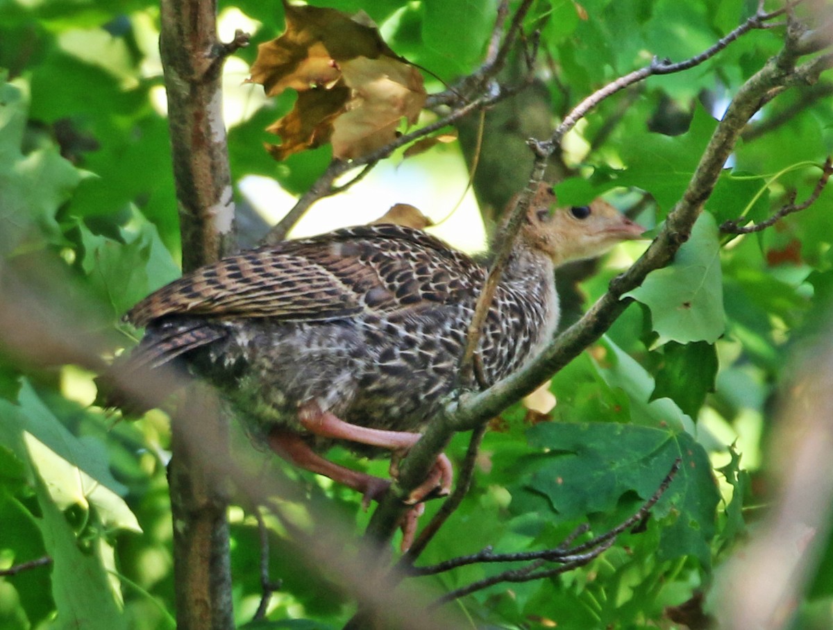 krocan divoký - ML538383671