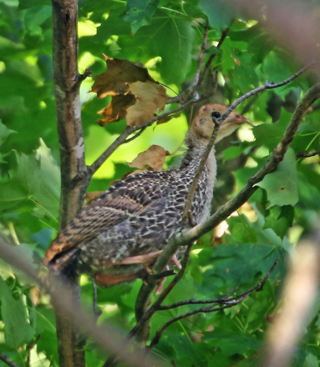 krocan divoký - ML538383731