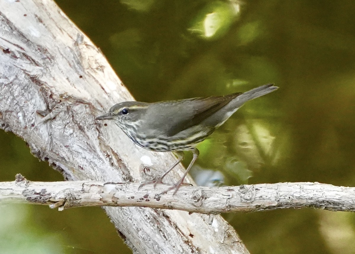 Northern Waterthrush - ML538383931