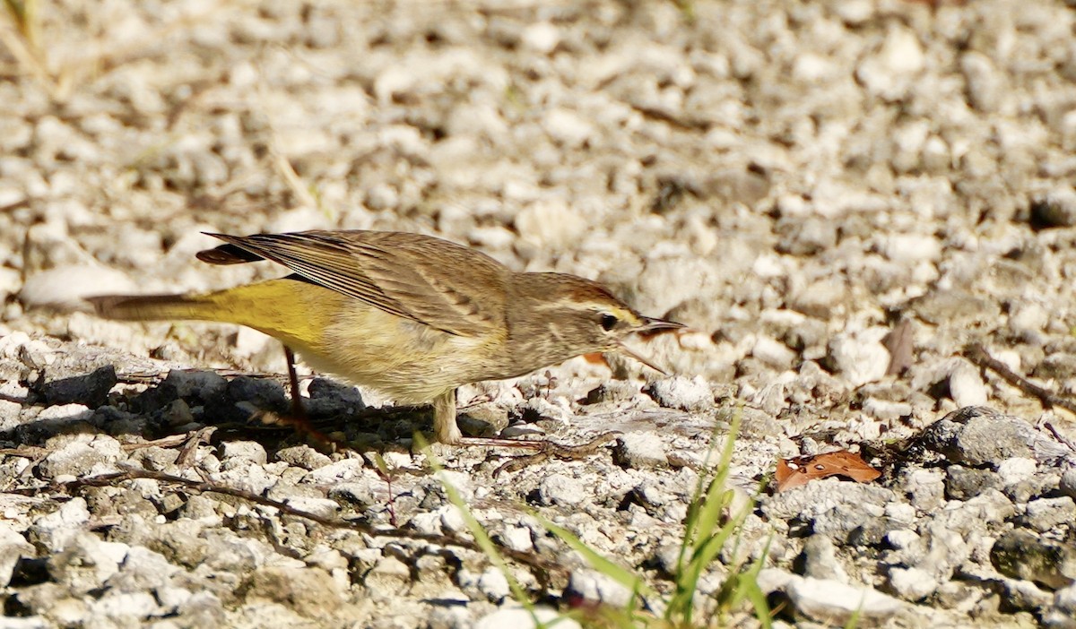 Palm Warbler - Bill Reynolds