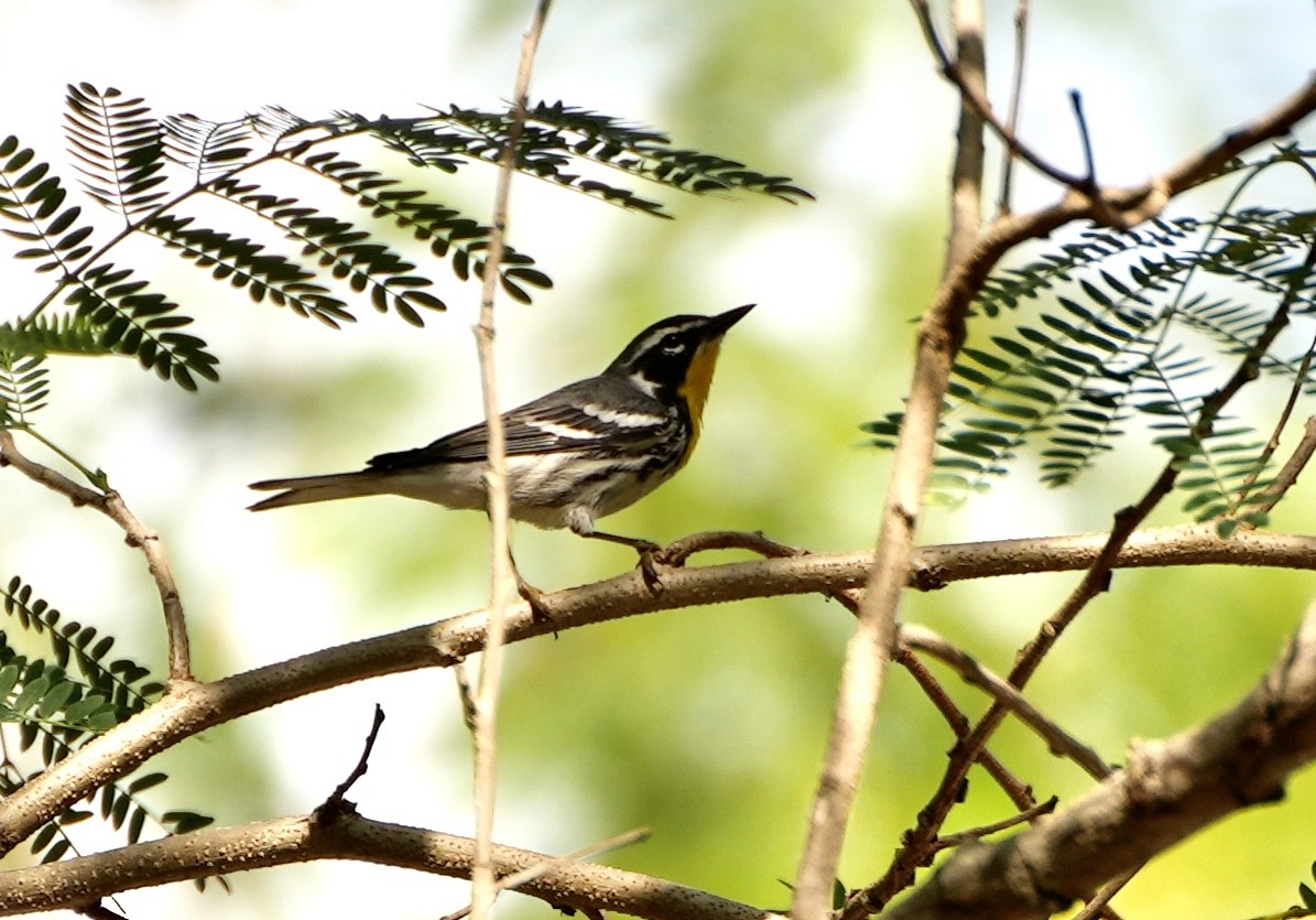 Yellow-throated Warbler - Bill Reynolds