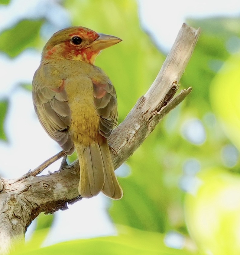 Summer Tanager - Bill Reynolds