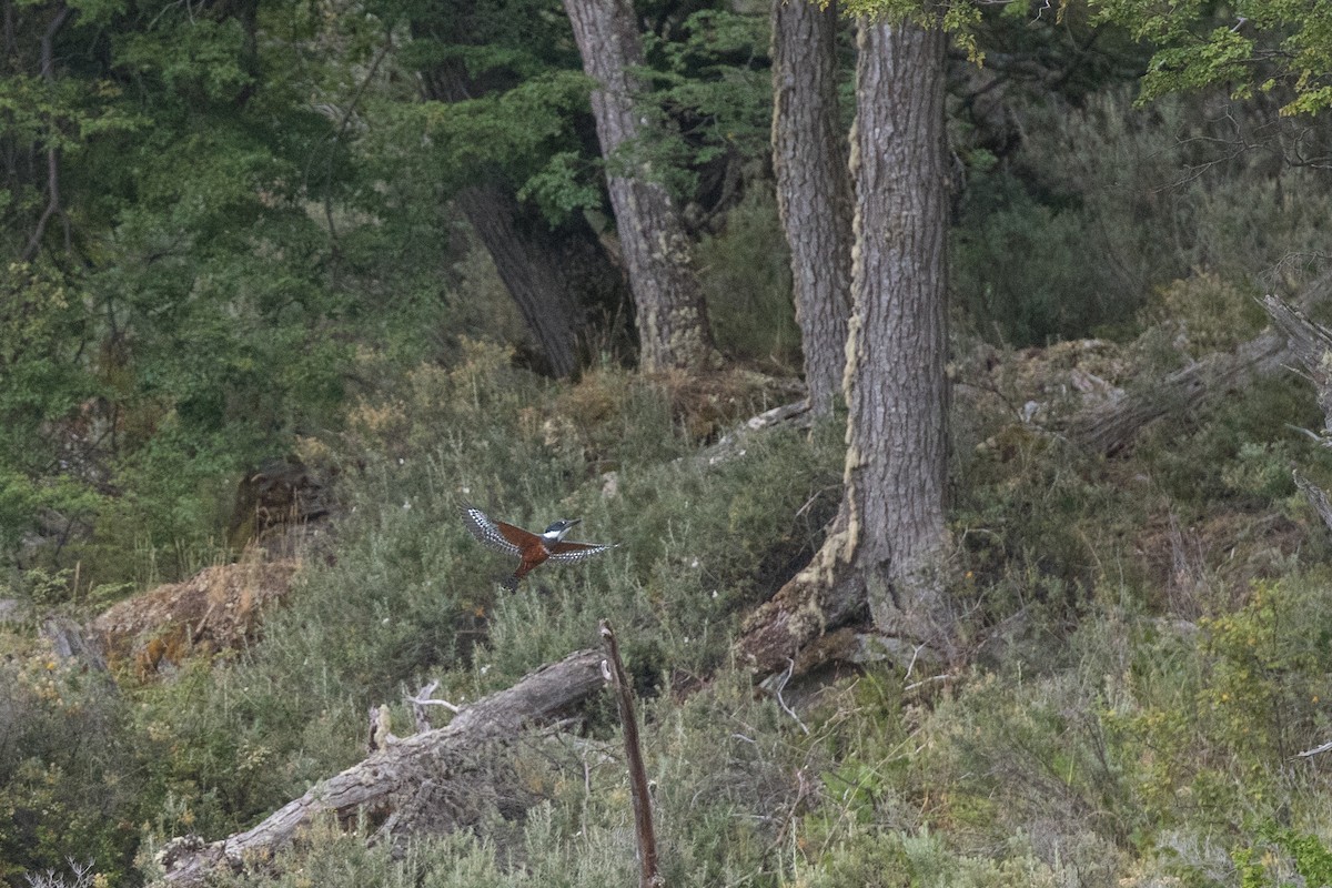 Ringed Kingfisher - ML538384461