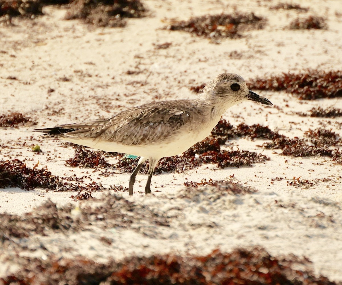 Black-bellied Plover - Bill Reynolds