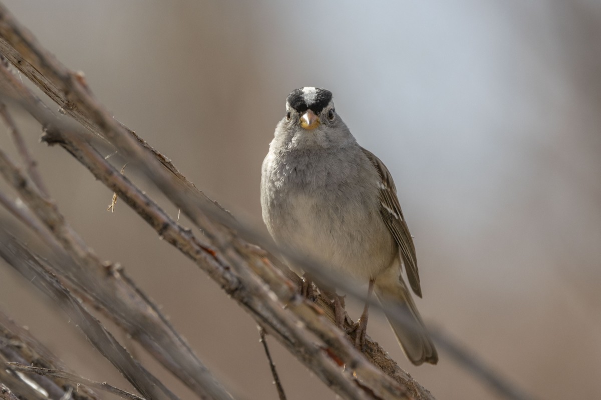 White-crowned Sparrow - Diane Hoy