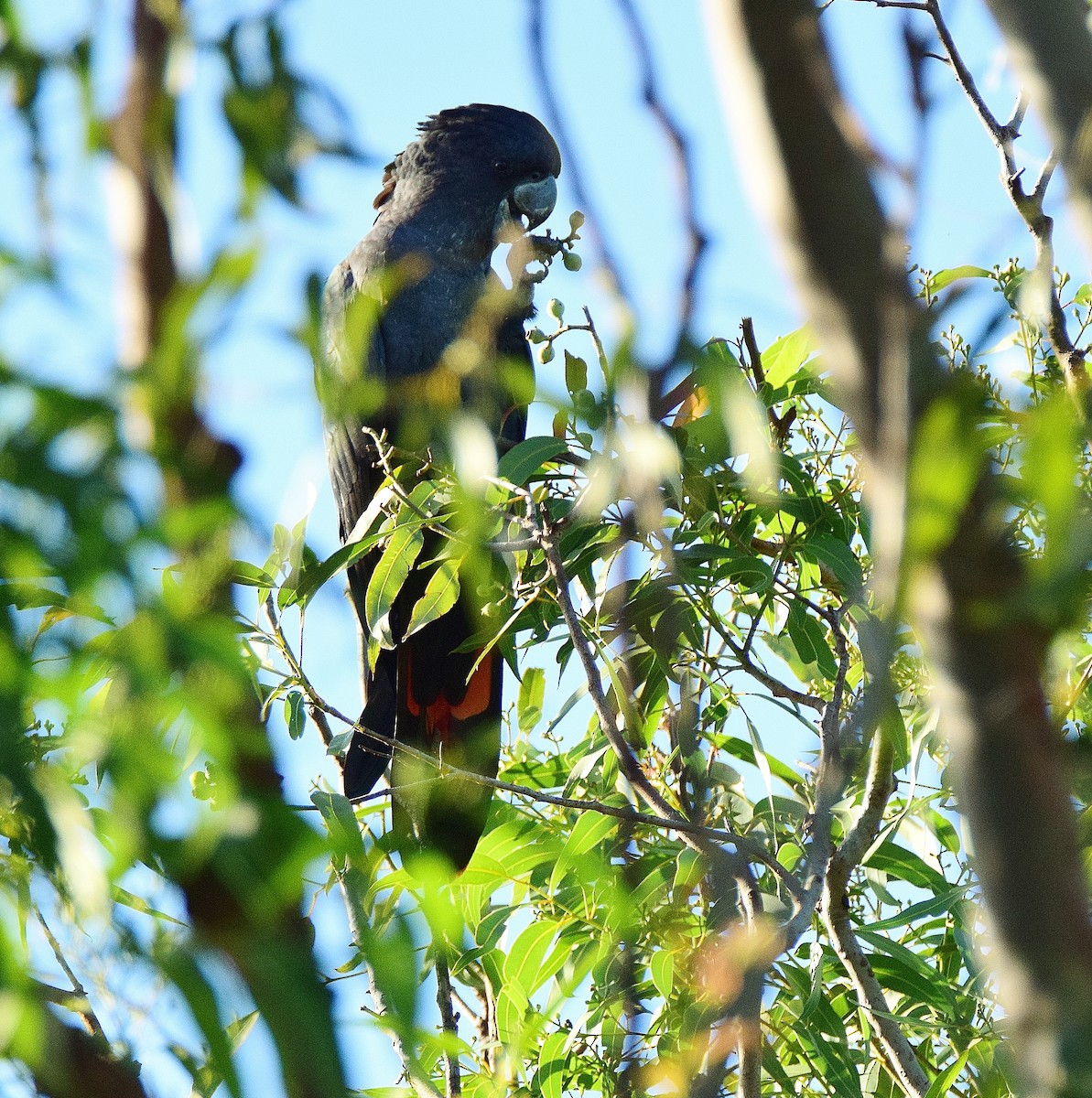 Red-tailed Black-Cockatoo - ML53838611