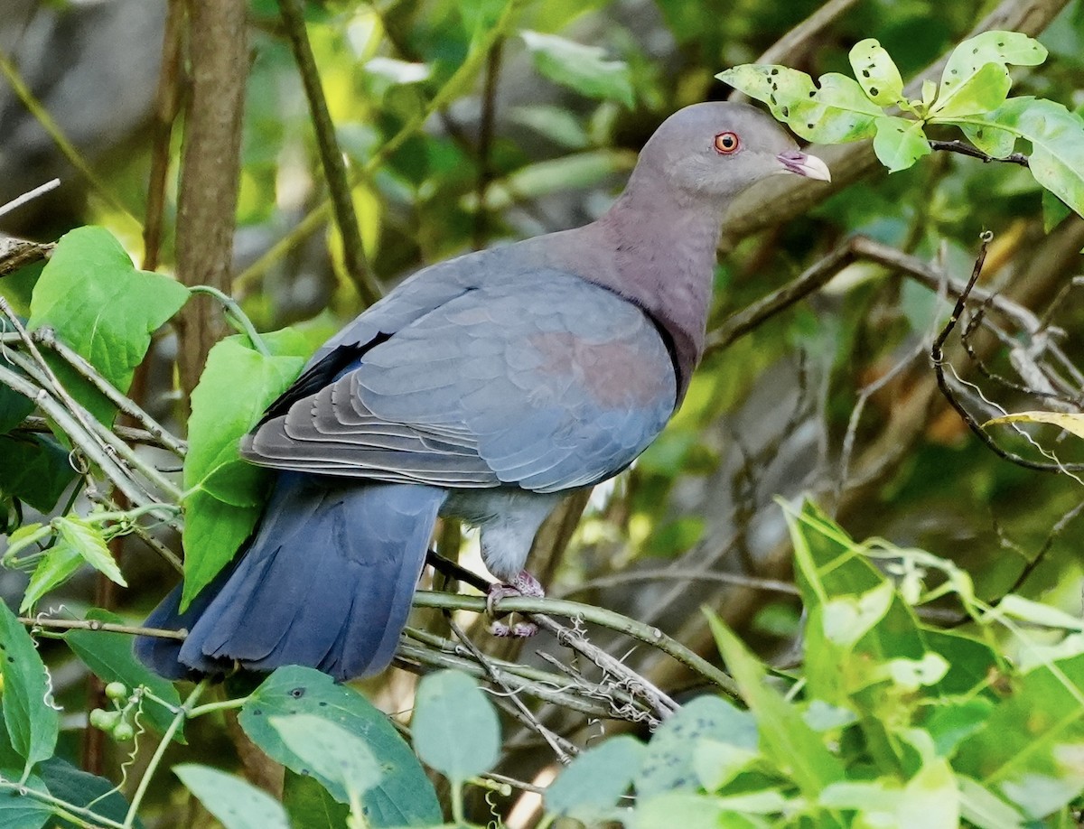 Pigeon à bec rouge - ML538386971