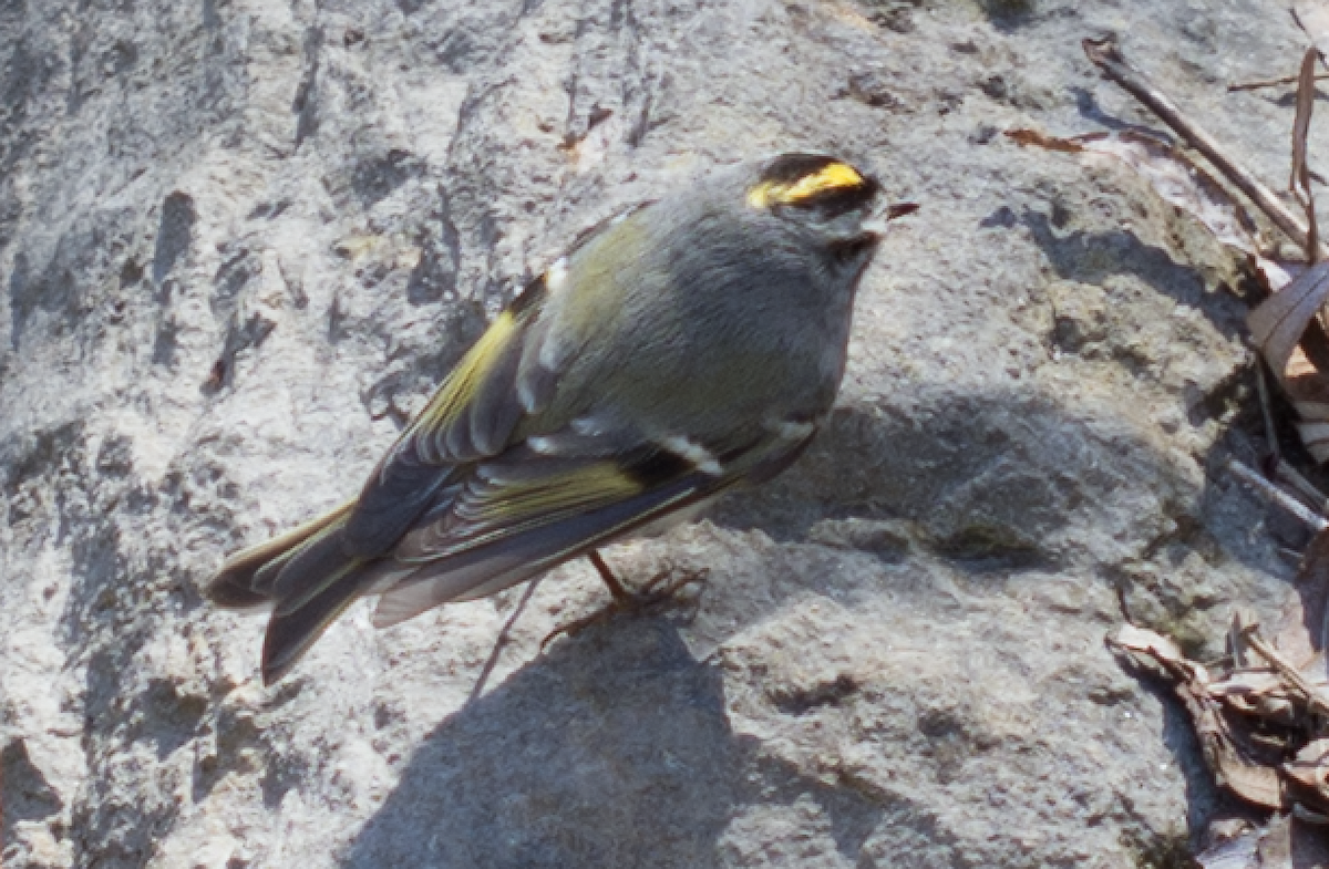 Golden-crowned Kinglet - ML53838751