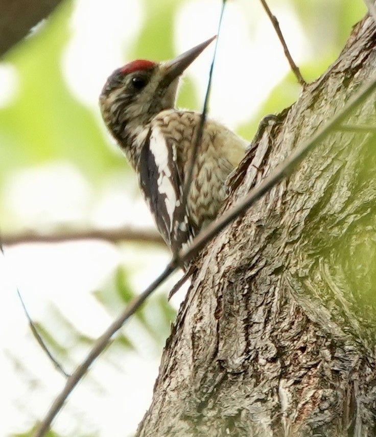 Yellow-bellied Sapsucker - Bill Reynolds