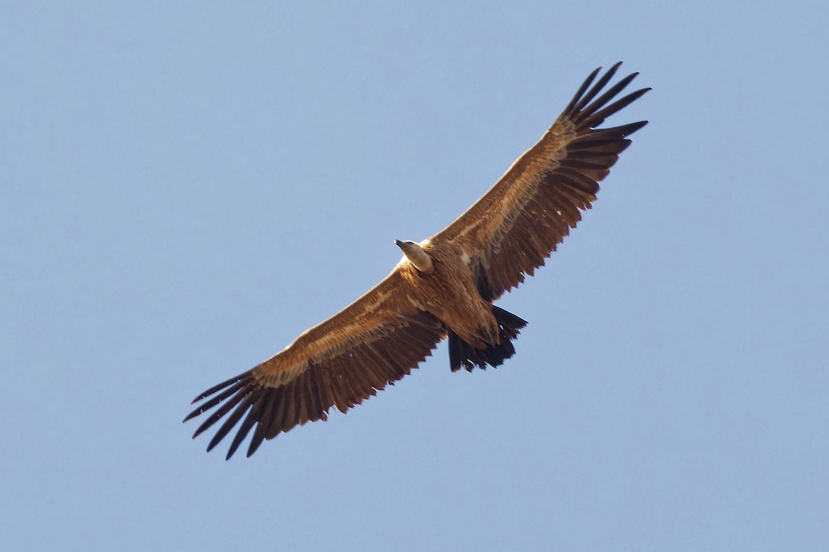 Eurasian Griffon - ML538388571