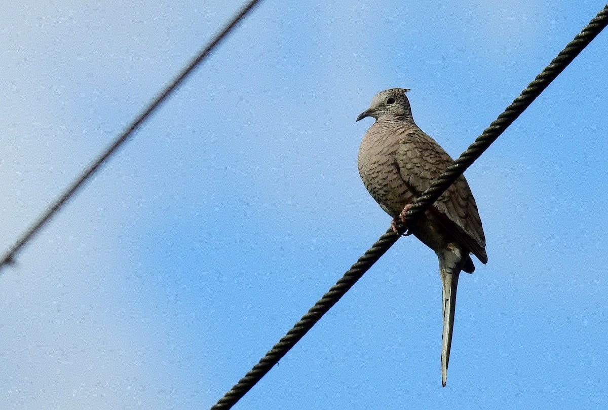 Inca Dove - ML538391821