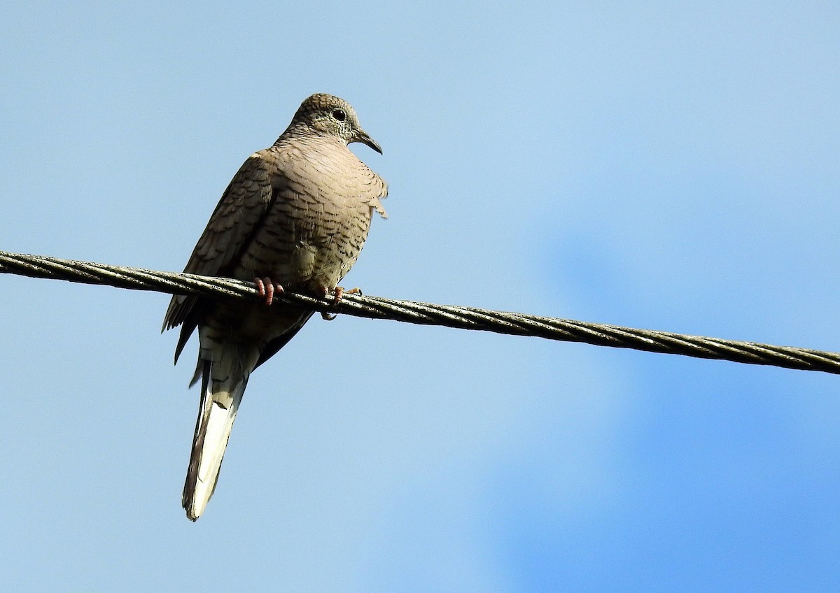 Inca Dove - Bob Curry