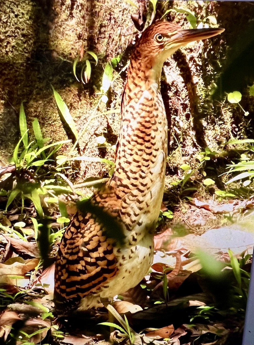 Fasciated Tiger-Heron - ML538394121