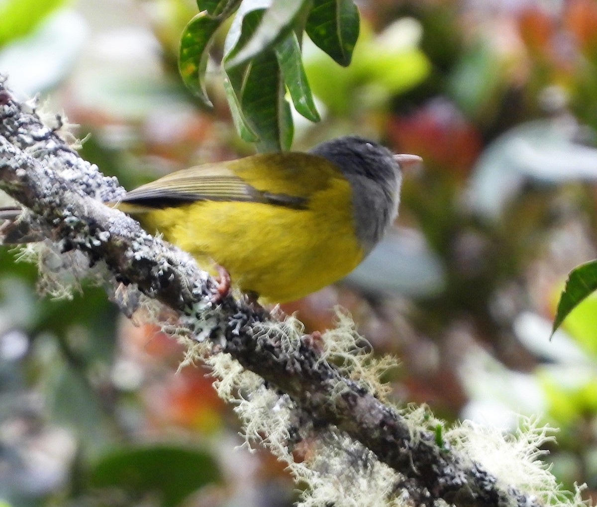 Gray-hooded Bush Tanager - ML538395971