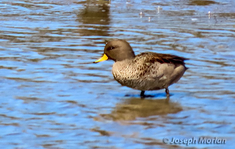 Yellow-billed Teal - ML538396991