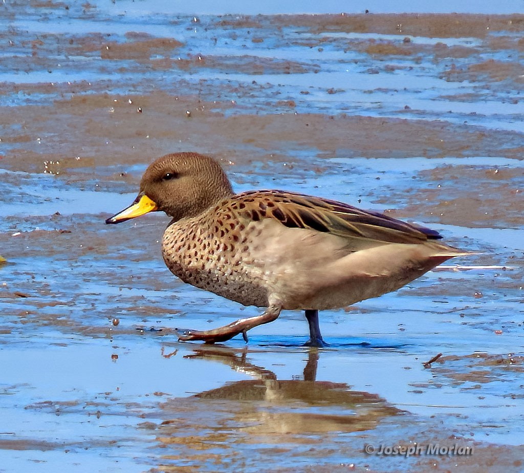 Yellow-billed Teal - ML538397001