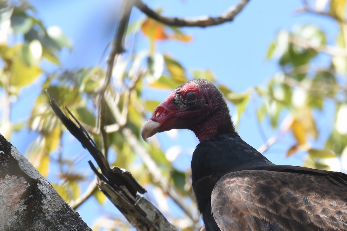 Turkey Vulture - ML538399391