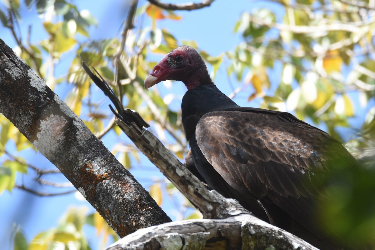 Turkey Vulture - ML538399411