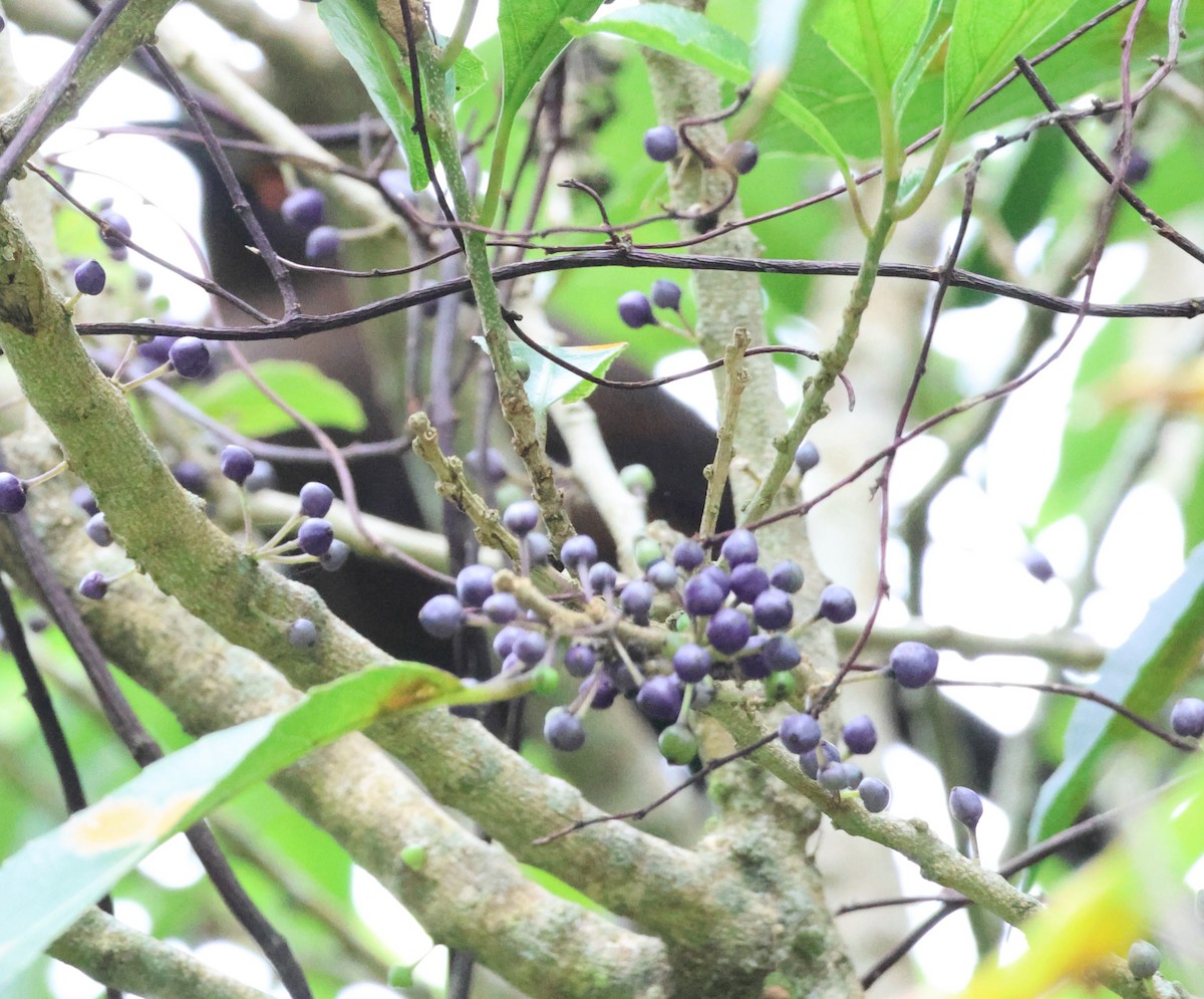 South Island Saddleback - ML538401591