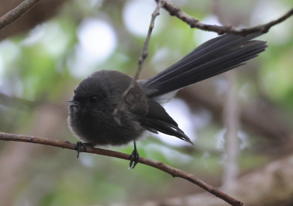 New Zealand Fantail - ML538401631