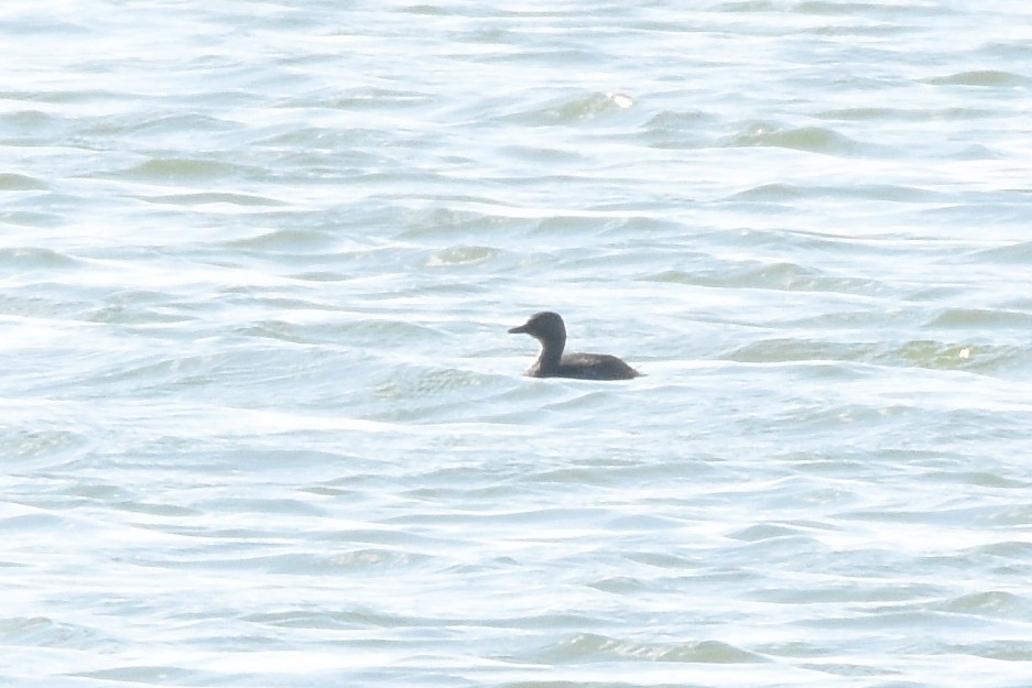 Least Grebe - ML538401851