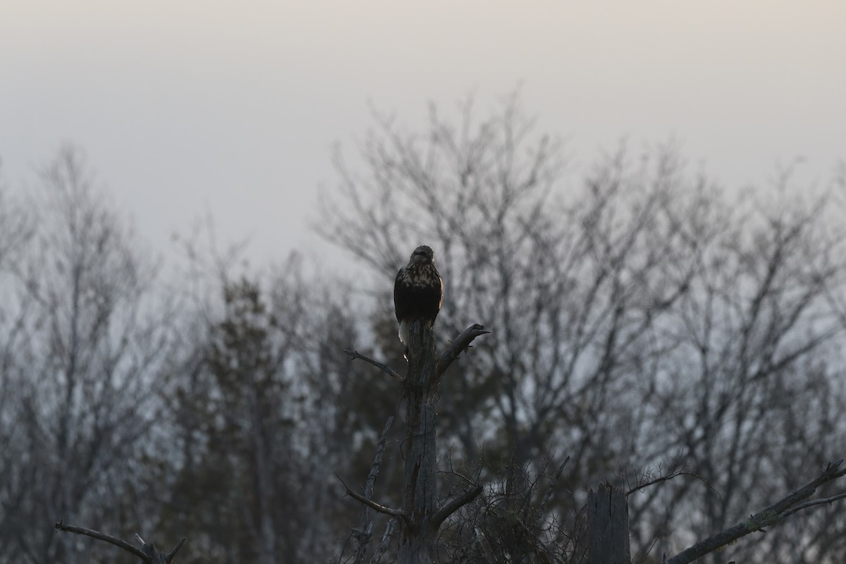 Rough-legged Hawk - ML538402361