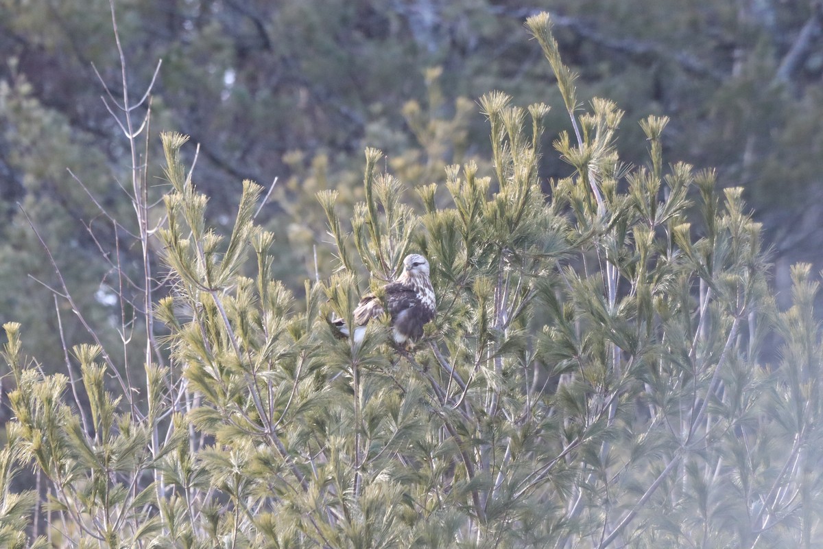 Rough-legged Hawk - ML538402371