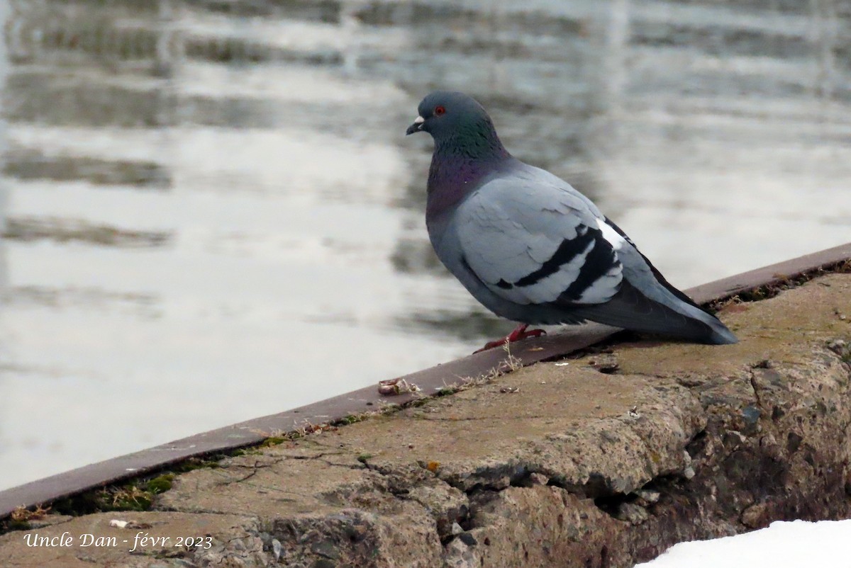 Pigeon biset (forme domestique) - ML538403431