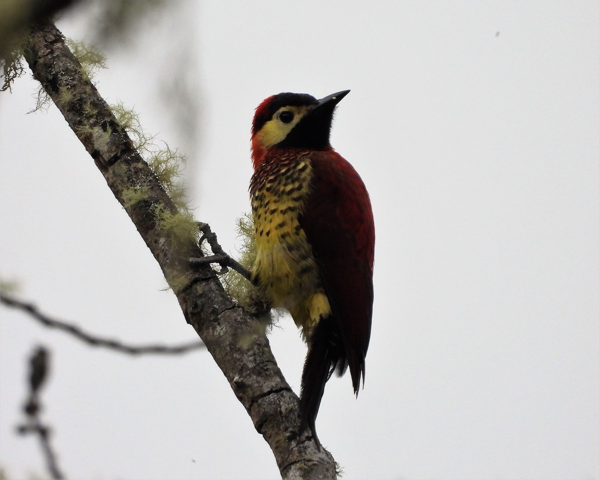 Crimson-mantled Woodpecker - ML538404341
