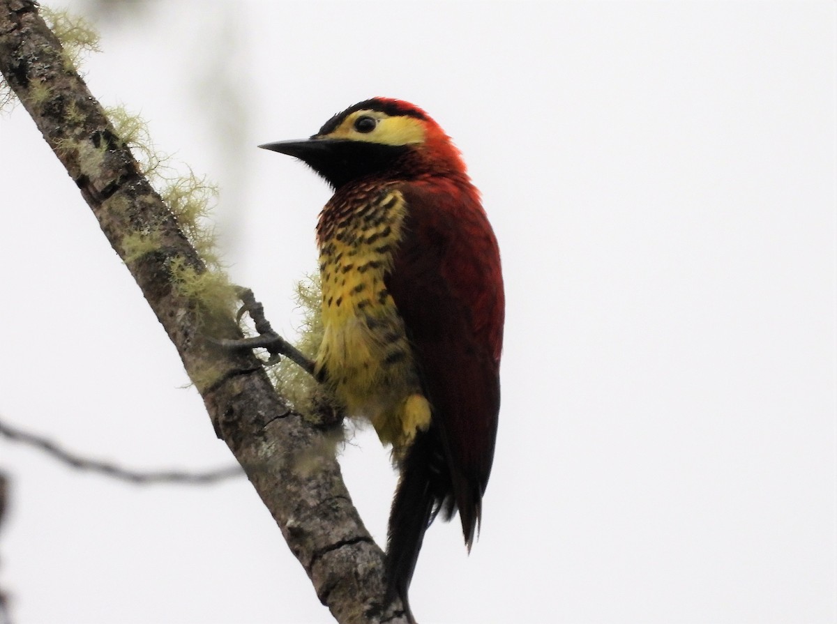 Crimson-mantled Woodpecker - ML538404571