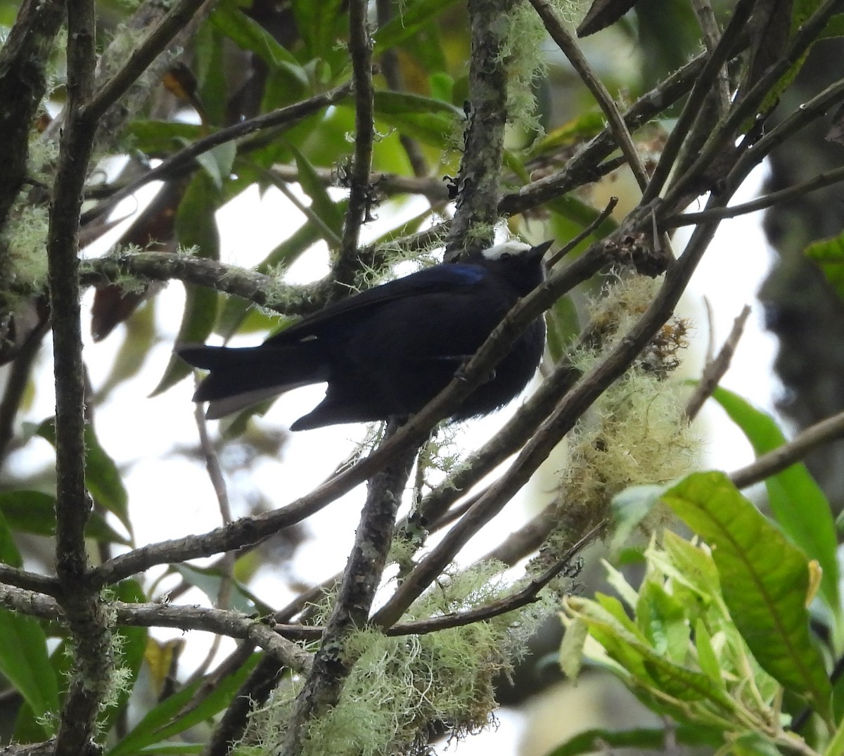 Capped Conebill - ML538405211