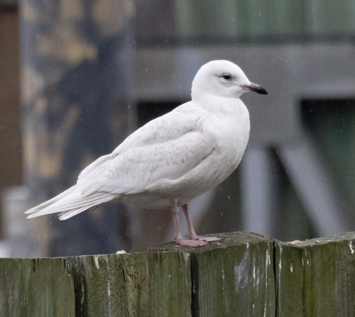 Goéland arctique - ML538405351