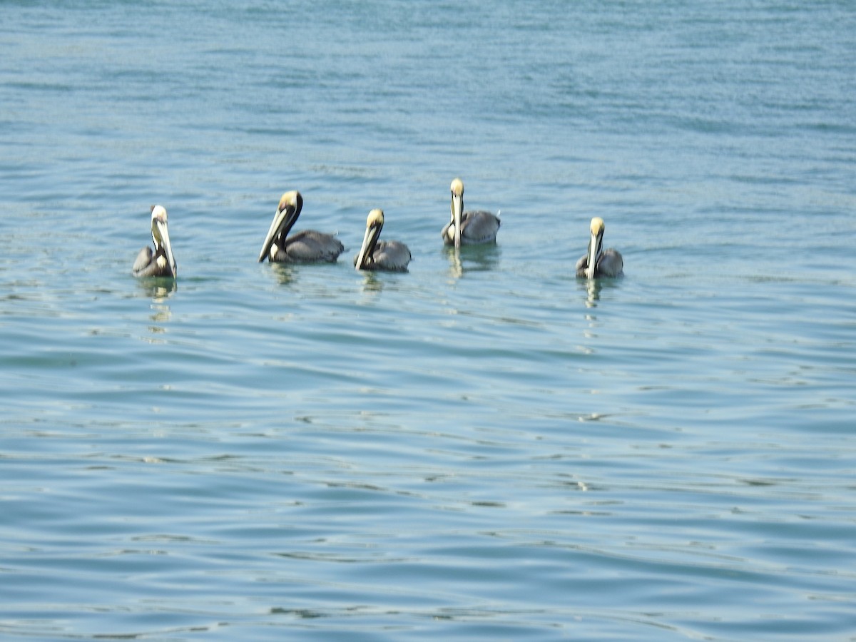 pelikán hnědý - ML538405371