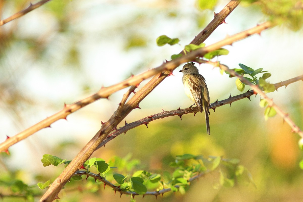 Southern Scrub-Flycatcher - ML538405461