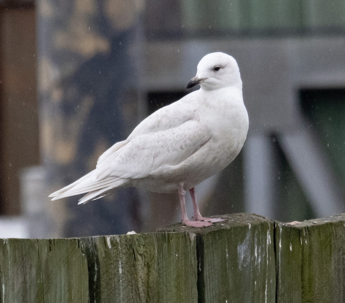 Iceland Gull - ML538405561