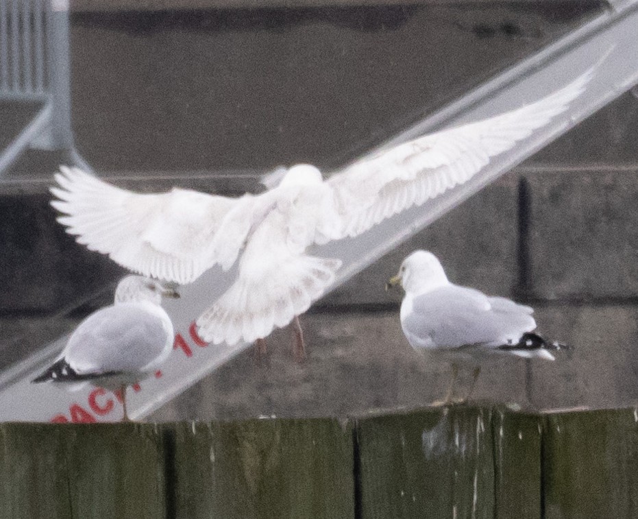 Iceland Gull - MCHL ____