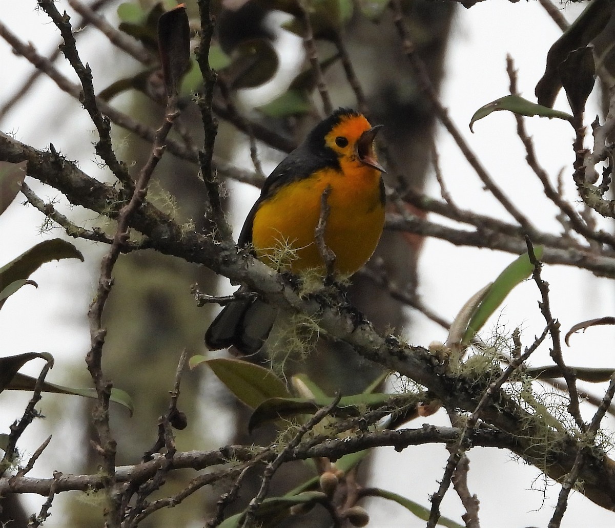 Golden-fronted Redstart - ML538405701