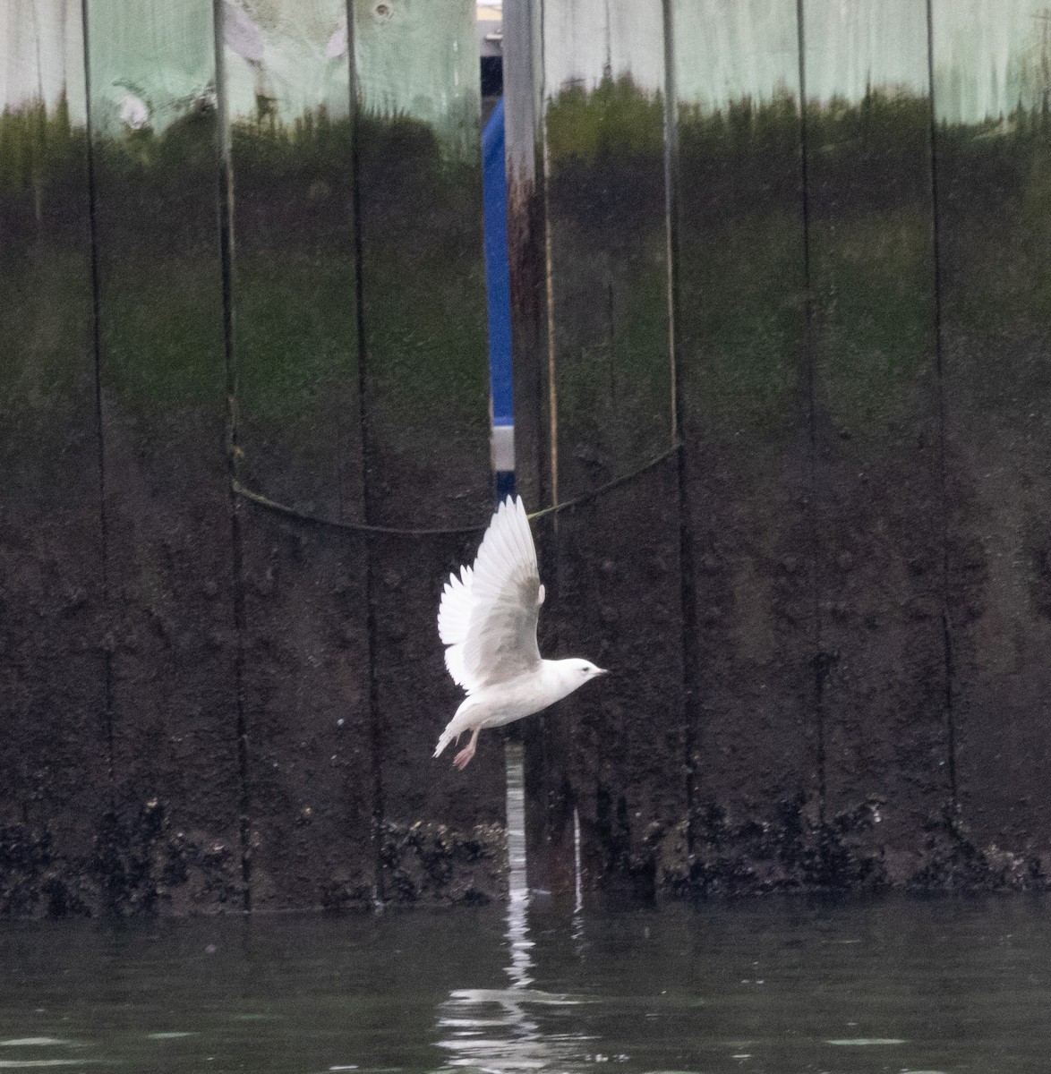 Iceland Gull - ML538405771