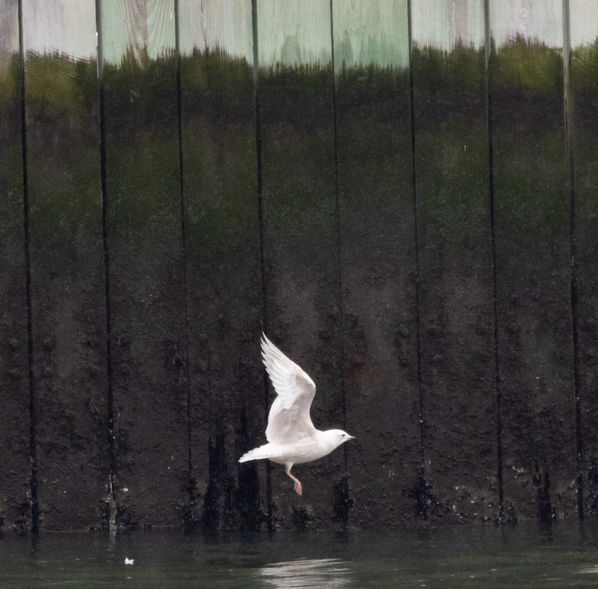 Iceland Gull - ML538405861