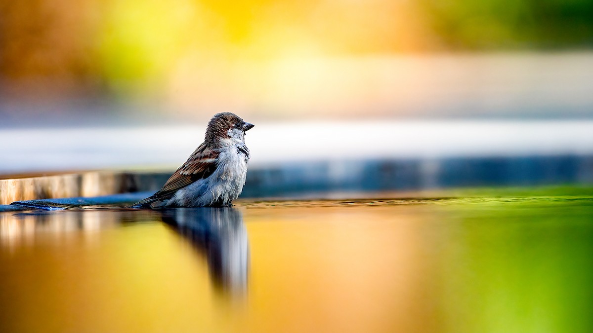 House Sparrow - Lukasz Ifczok