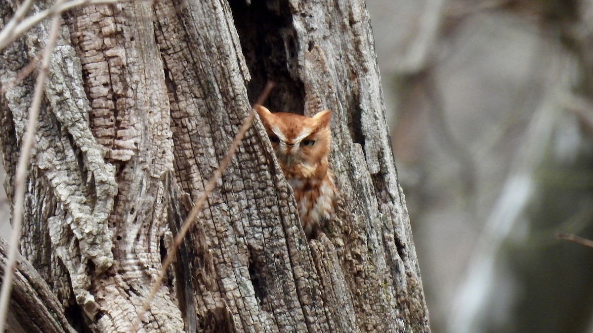 Eastern Screech-Owl - ML538406131