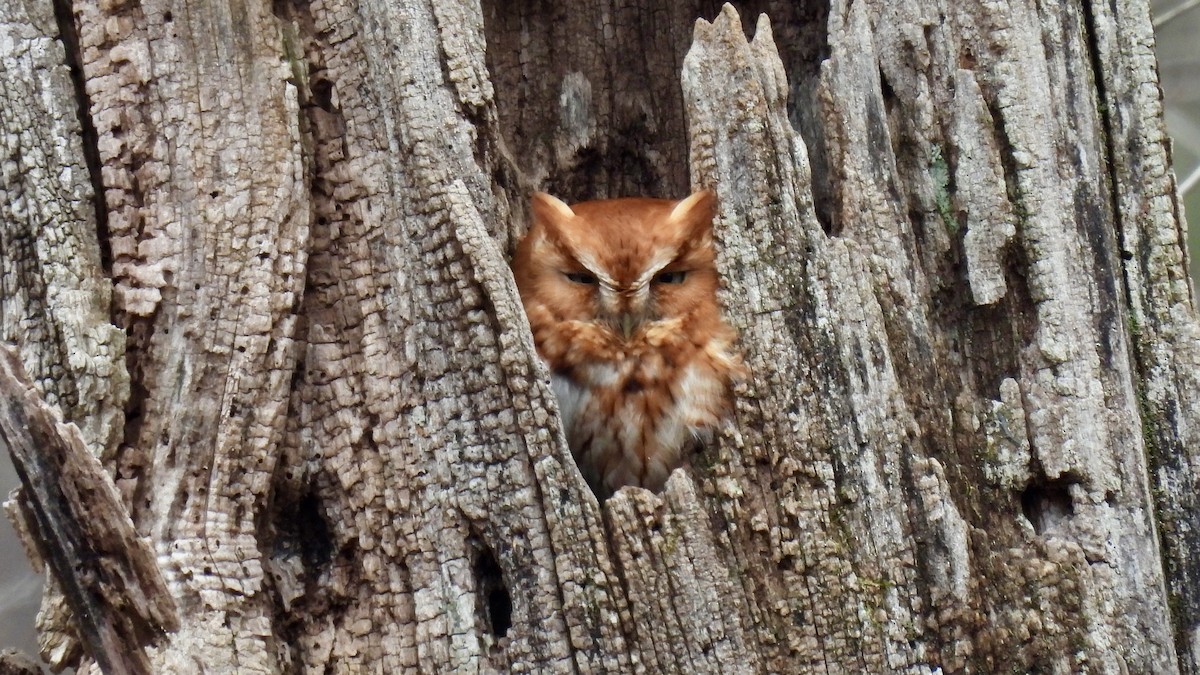 Eastern Screech-Owl - ML538406141