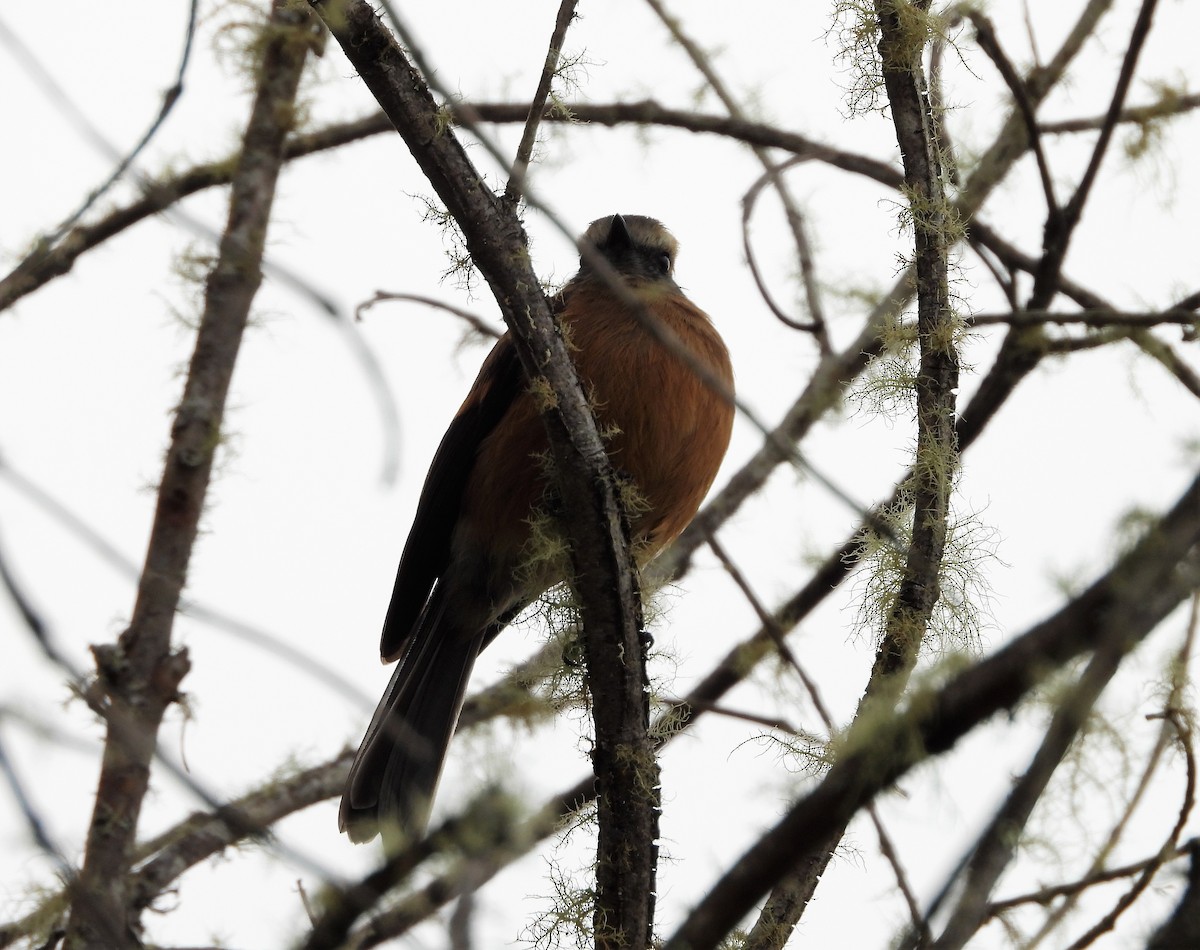 Brown-backed Chat-Tyrant - ML538407361