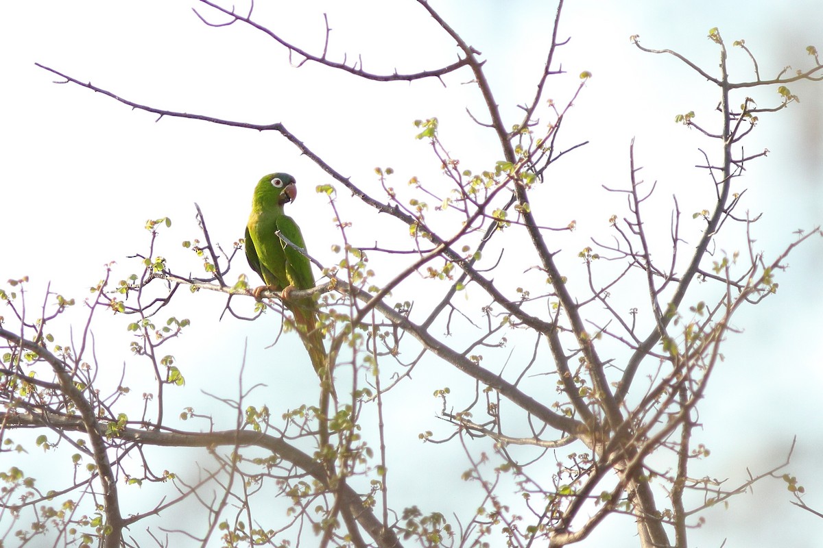 Conure à tête bleue (groupe haemorrhous) - ML538408081