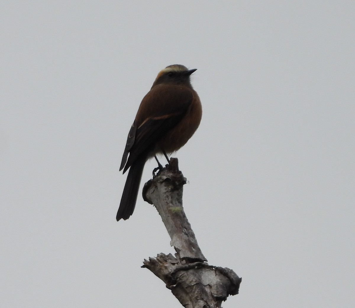 Brown-backed Chat-Tyrant - ML538408121