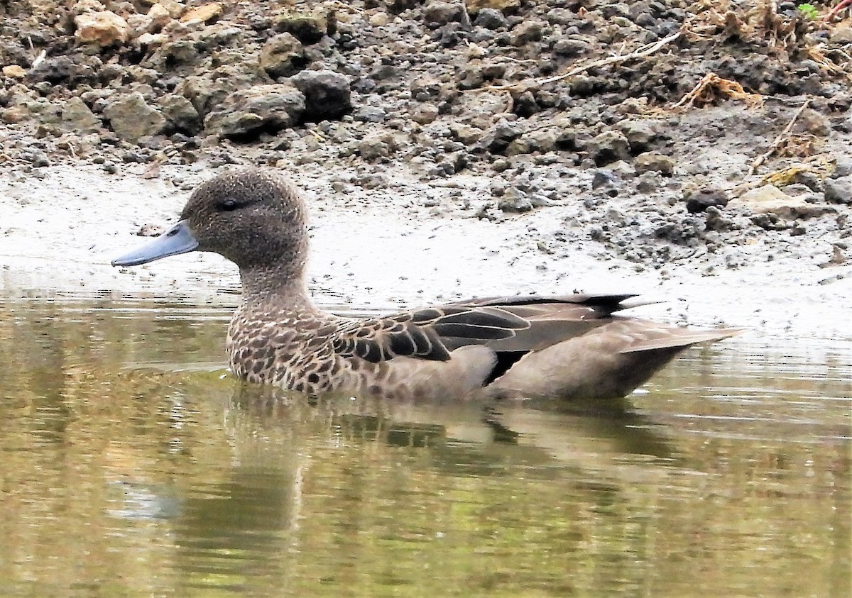 Andean Teal - ML538408401