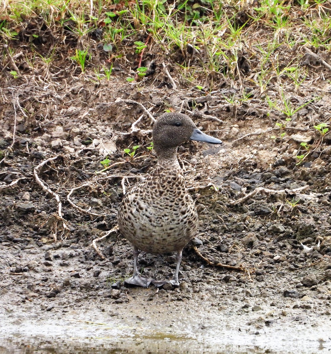 Andean Teal - ML538409781